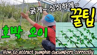 (꿀팁)단호박, 오이 요로케 하셔야 해요! How to attract pumpkin cucumbers cor…
