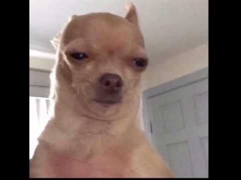 Binky the slinky-IMA SH*T MY PANTS