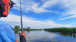 Download lagu Rice field spot inhabited by many red chinned tilapia fish mp3
