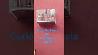 SENTINELA 46   SENTINELA NETO X PORTUGA