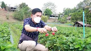 นวัตกรรม Handysense กับสตรอเบอร์รี่ ของดีอำเภอสะเมิง