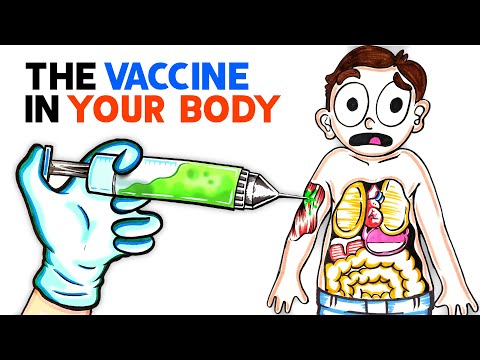 How Does The COVID-19 Vaccine Work On Our Bodies?