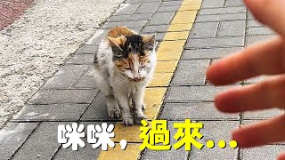 [問題/浪貓] 在台灣這麼遭遇的浪貓浪狗有多少？