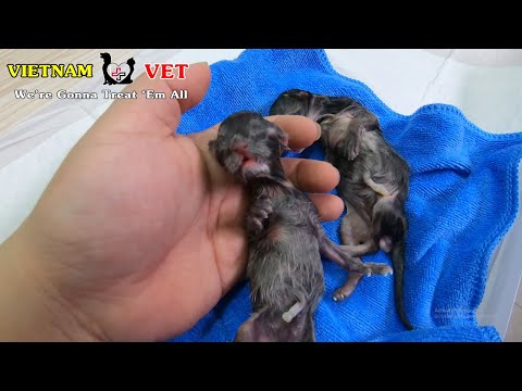 Veterinarian try to revive and save 2 baby newborn kittens – Thanks God!