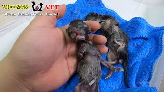 Veterinarian try to revive and save 2 baby newborn kittens – Thanks God!
