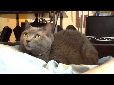 Anya, Blue Russian cat, 10 years old