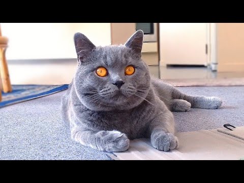 Kesha British Blue Cat, 17 months, just being gorgeous😝