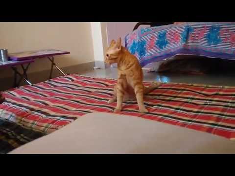 CAT (agressive billa)