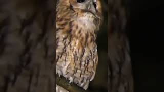 Download lagu bikin merinding suara burung hantu di malam hari#burunghantu#birds#wildlife#burung mp3