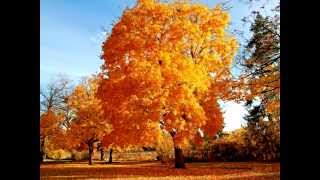 The Sounds of Silence Music Video