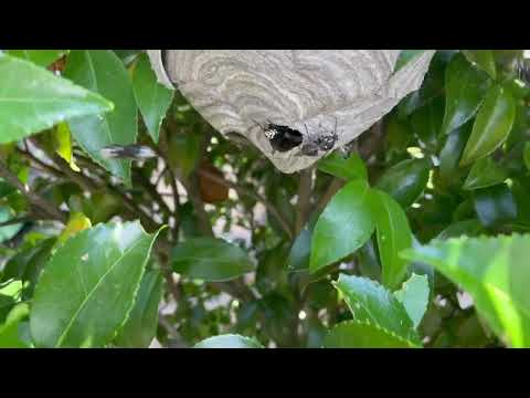 Hornets Hiding in the Hedges in Tinton Falls, NJ