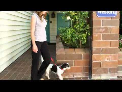 Best Western PLUS Lafayette Garden Inn is Now Pet Friendly!