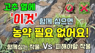 고추밭 옆에 이것 함께 심으면 대박나는 작물과 함께 심지 말아야할 작물 #동반작물 #고추농사