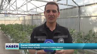 Erzincan'da topraksız tarım araştırmaları yapılacak