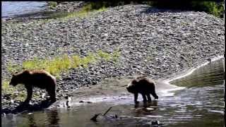 preview picture of video 'Bear and Cub Feeding on Salmon in Tweedsmuir Park BC'