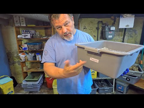 Feeding #3 for 20-day 'Friday the 13th' worm bin - vermicompost