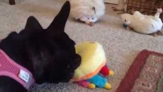 Hazel the French Bulldog doesn't like 'Happy Birthday'