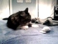 Kitty Force Push