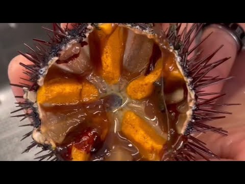 Riccio di mare … come si pulisce