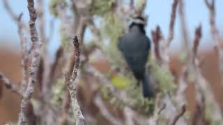 Download lagu Sjevernoafrička sjenica - African blue tit - Cyanistes ultramarinus mp3 Download lagu Sjevernoafrička sjenica - African blue tit - Cyanistes ultramarinus mp3