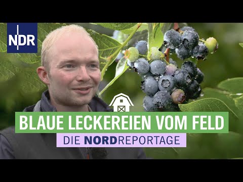 Hochsaison im Beerenland | Die Nordreportage | NDR
