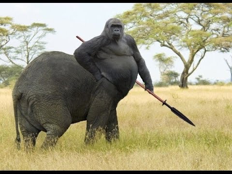 Top 10 Awesome Real Animal Hybrids - Alltimetop Video