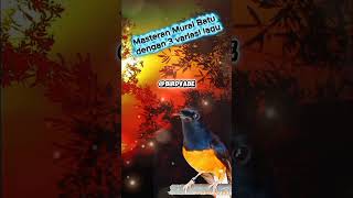 Download lagu Suara Master Murai Batu Terbaik | 3 Variasi Natural – Nada Tajam & Gulungan Panjang mp3