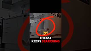 Download lagu Cat lost his home#catlover  #cats #viralvideo mp3