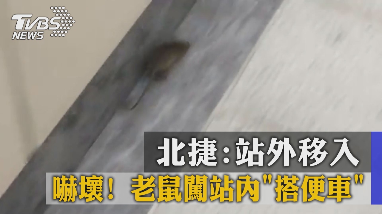 不速之客！老鼠闖北捷搭便車　嚇壞路人