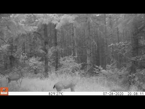 2020 07 28 0808PM 1  3 bucks