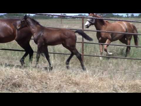 Red Hawk Ranch - Holsteiner Filly FOR SALE  - Corrianna - 3 Months Old