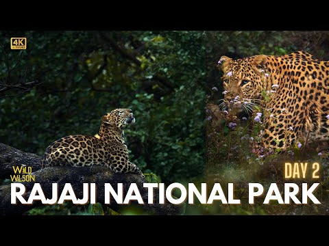 Bumper Sighting of Heera | 4K Wildlife Vlog | Rajaji National Park