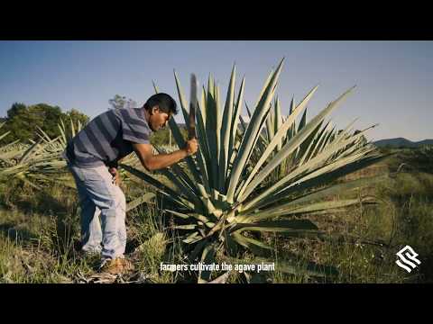 Mezcal na cultura oaxaca do México