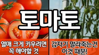 잘 자라던 토마토가 갑자기 말라 죽는다면 이것 때문!. 굵고 실한 열매 수확하려면 꼭 해줘야 하는 이것은?
