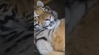 Download lagu wayahe-wayahe #memes #meme #memesdaily #shortvideo #tiger #harimau mp3