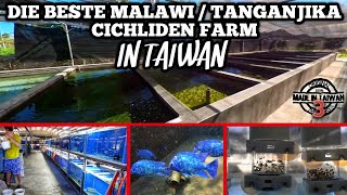 Exclusive insight into Taiwan&#39;s BEST Malawi &amp; Tanganyika BREEDING FARM