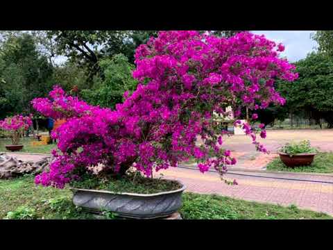 Thể hiện bởi Hoài Mỹ