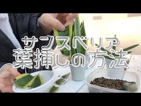 円筒形の葉をもつサンスベリア、Sansevieria cylindrica