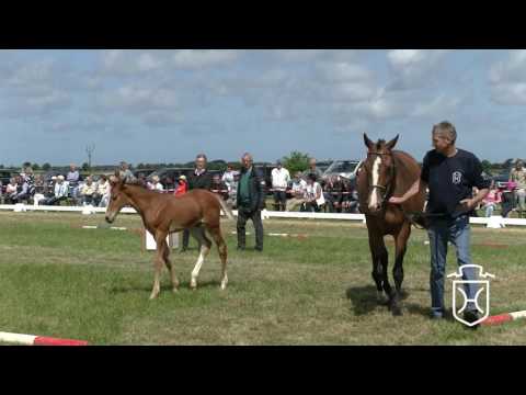 Holsteiner Fohlenchampionat 2017 - Insel Föhr - Siegerhengstring