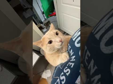 These Cats Missed You 🐈