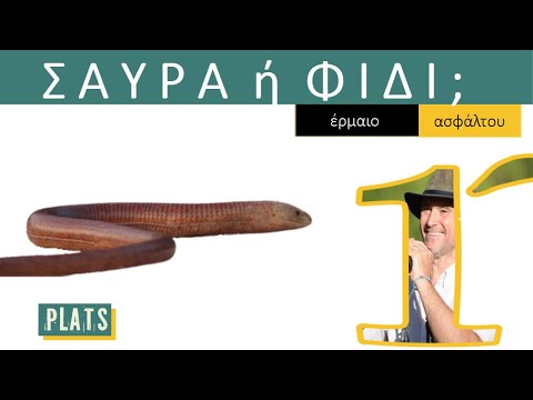 SNAKE or LIZARD? For sure, at the mercy of asphalt