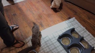 Puppy Play Time