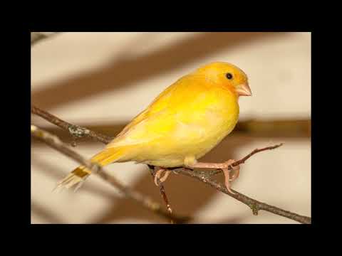 Yellow Bird ( Guitar Instrumental) (Cover)