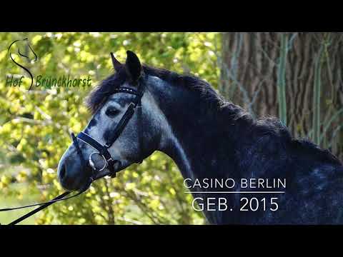 Stute von Casino Berlin *zu verkaufen*