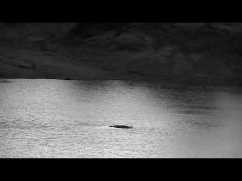 Djuma: Hippo in the dam - 04:40 - 11/14/2022