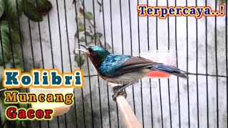 Download lagu kolibri muncang gacor / kowul gacor mantap bener mp3