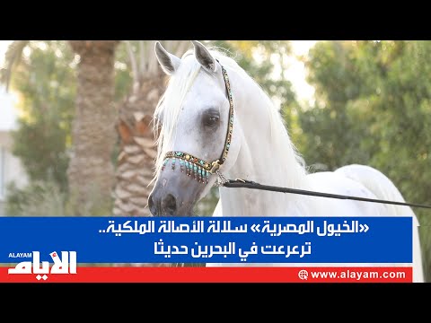 «الخيول المصرية» سلالة الأصالة الملكية.. ترعرعت في البحرين حديثا