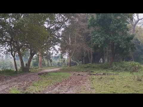 Rhino mating in Agoratoli range, Kaziranga National Park (Part 1)