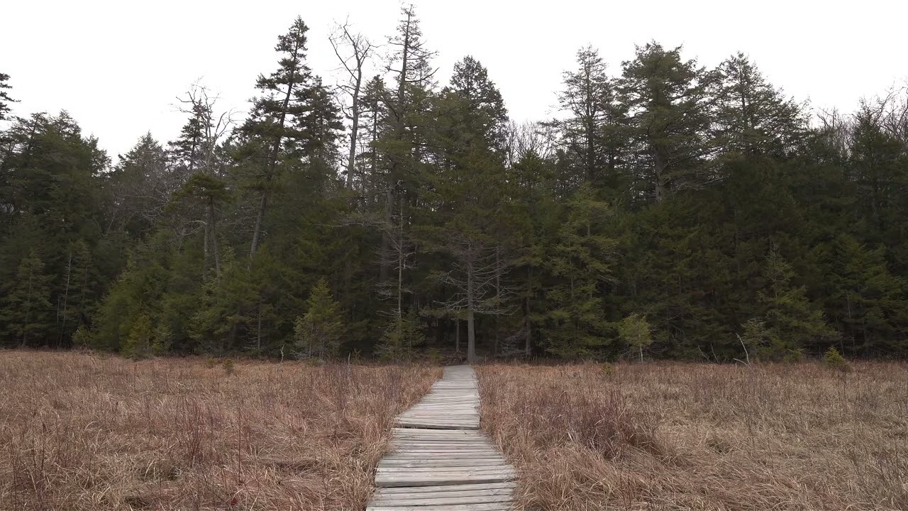 Mountain Top Arboreturm - Hidden Marsh (Spring)