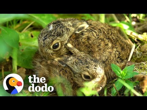 Hare Fights Off An Owl | The Dodo
